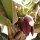 Bananen-Blüte